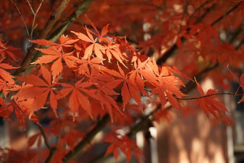 Featured image of post 周记 | 枫叶枫叶你为什么这么红